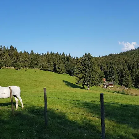 Belic Golija Radaljica