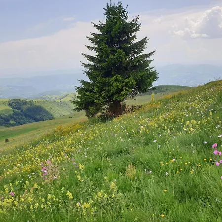 Belic Golija Case de vacanță Radaljica